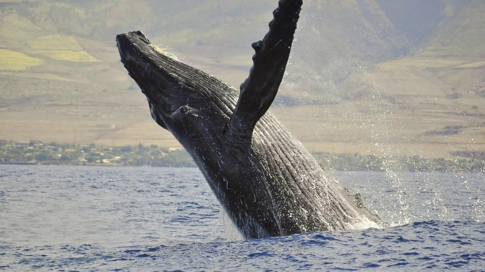 Mahana 705 Kahana